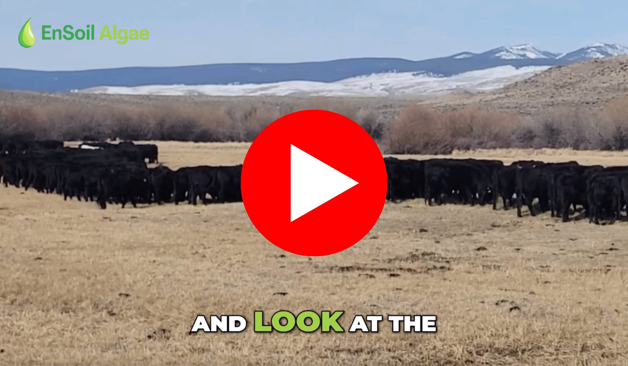 Swarm of bees video thumbnail